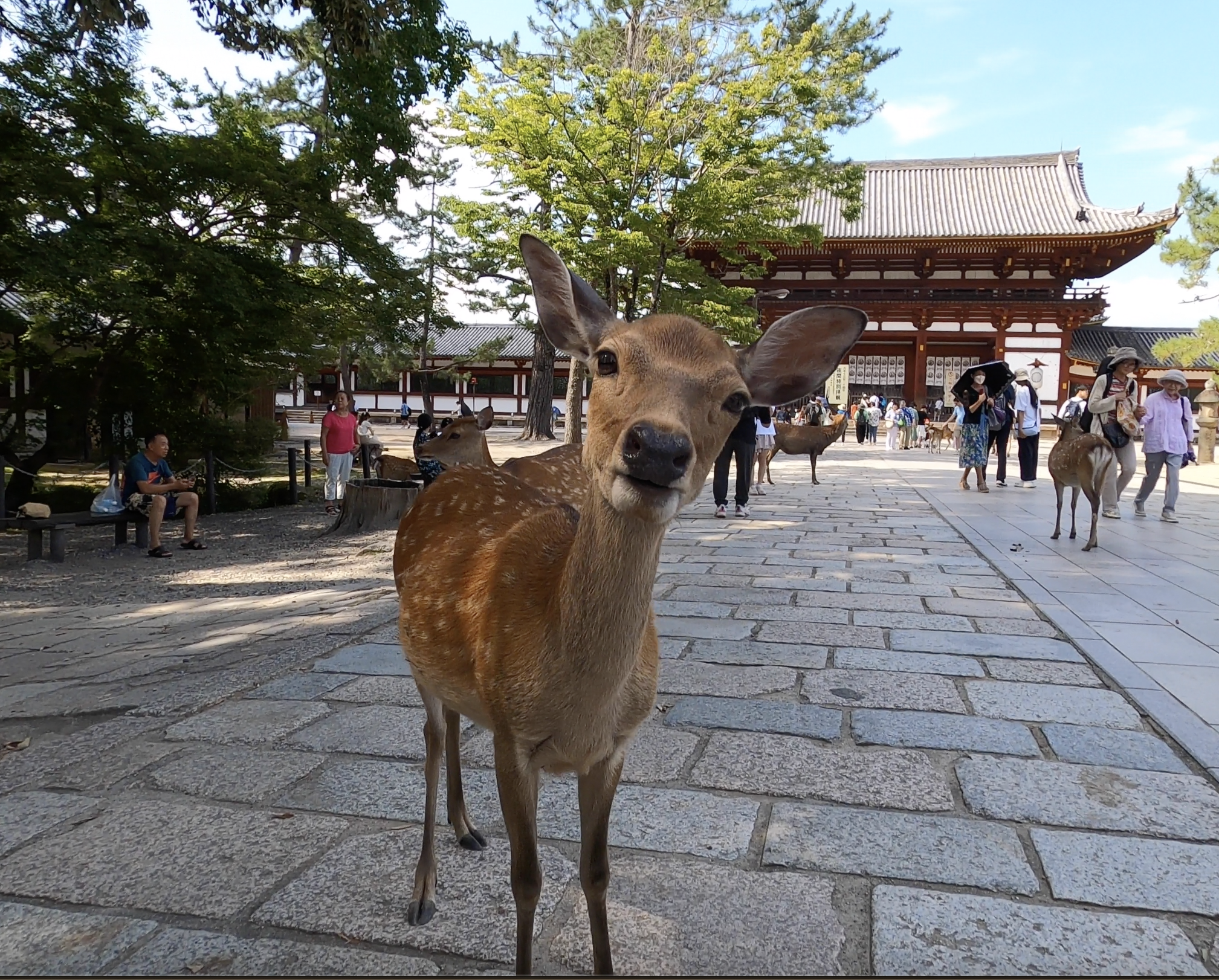 A free-roaming deer in Nara Park
